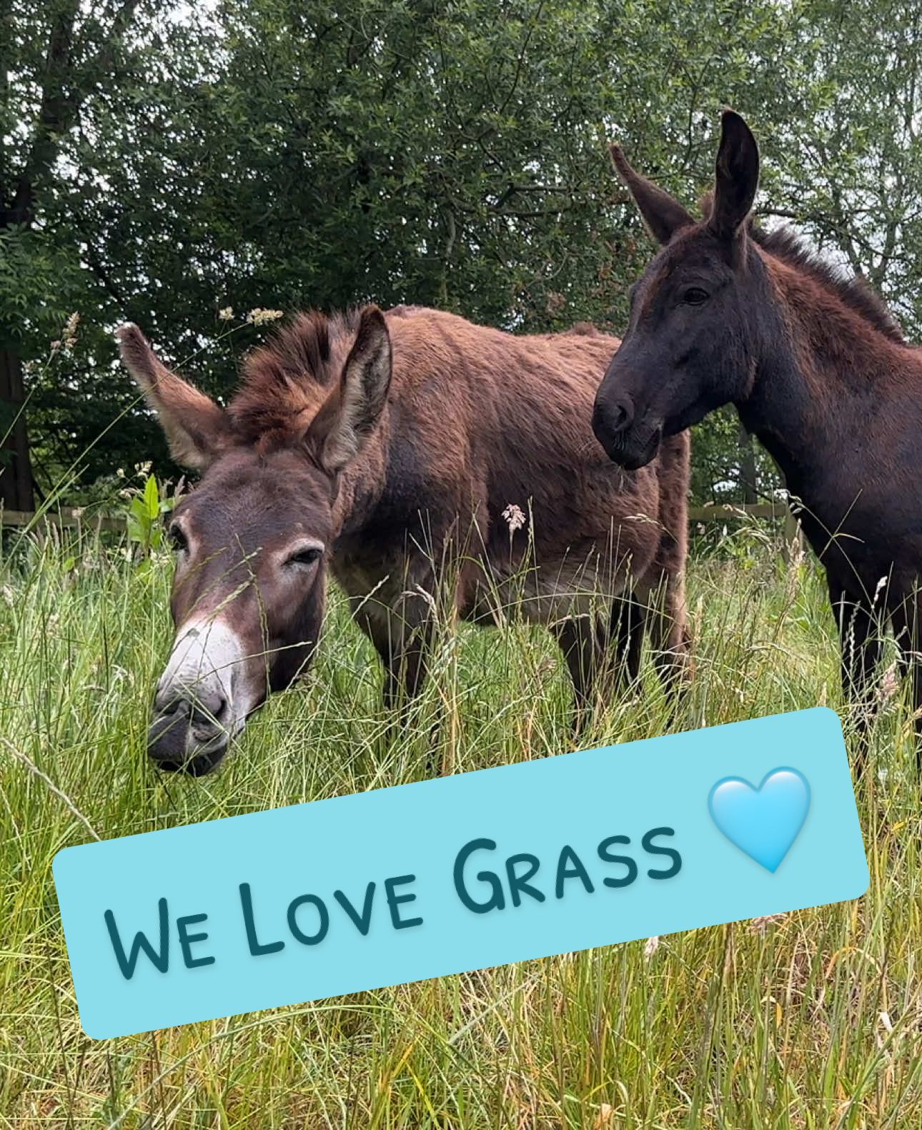 #donkeyoftiktok #donkeytok #donkey #horsesoftiktok #esel 