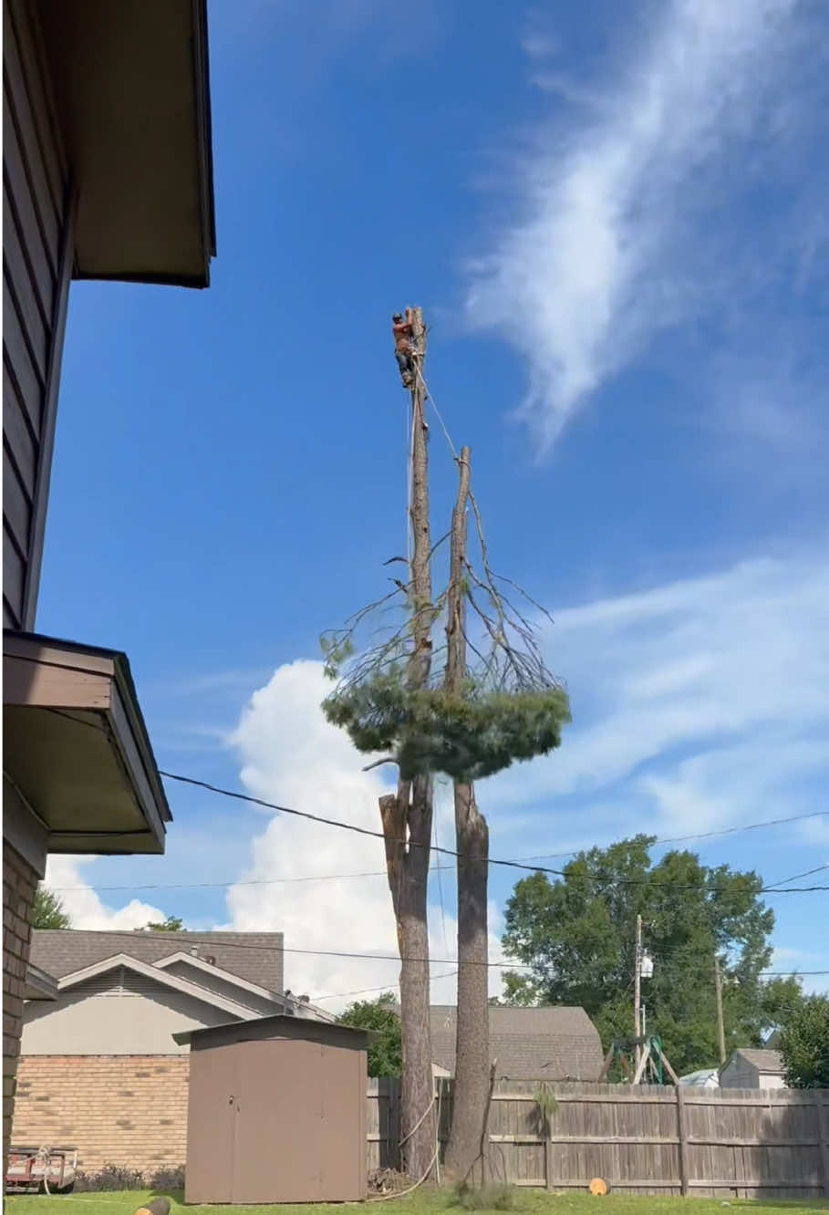 cutting tree 🌳#cuttingtree #tree #fyp #foryou #cutting 