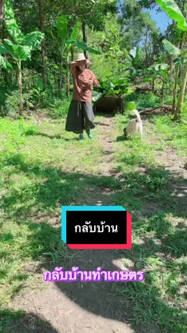 กลับบ้านทำเกษตร#บ้านสวน #ปลูกผักกินเอง #บ้านนอก 