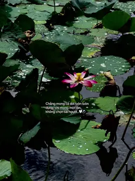 chẳng mong cả đời luôn luôn đúng chỉ mong một lần không chọn sai người