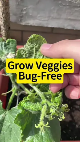 Grow veggies bug free#plant #PlantLover #garden #veggies #planttips 