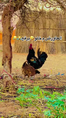 #الشعب_الصيني_ماله_حل😂😂 