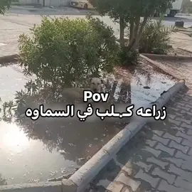 سبحان الله 🙂. #العراق_العضيم  #ريكشنات 