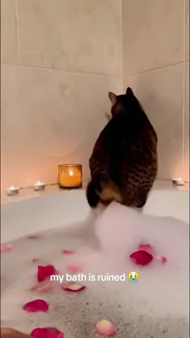 Look at what this cat has done!😳#cat #cats #catlover #kitten #catsoftiktok#funnycat#fyp