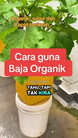 Pokok terung kalau baja betul-betul setiap 2 minggu, memang cepat berbuah 😁   Saya guna baja organik je — 5 sudu setiap pokok, lepas tu siram terus.   Nak belajar tanam sayur mudah? Follow saya 🌱   #kebunmini #kebuntepidinding #tanamsayur #bajaorganik #kebunrumah 