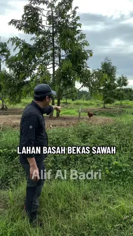 Lahan Basah Bekas Sawah Tumbuh Ochee Sehat