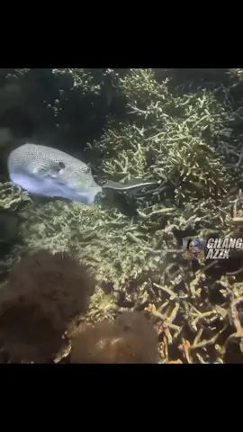 Berani kau permainkan aku😡💯‼️ #meme #memes #absurdhumor #dankmeme  #memeabsurd #funnyvideos #memepage #memesdaily 