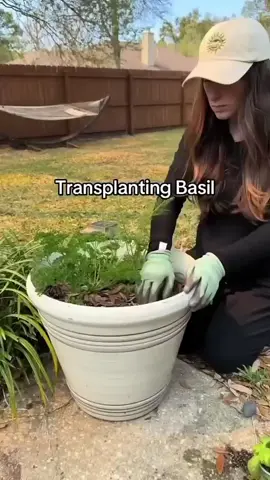 #gardeningproject #homegardening #homegarden 