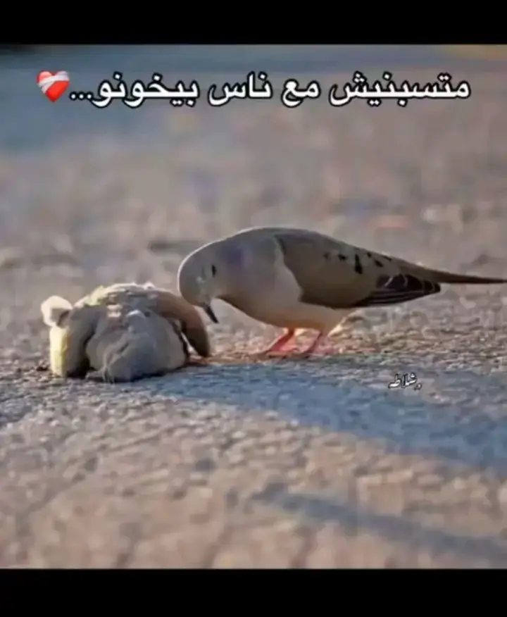 #ما_تسبنيش #العرباوي #مشهير_بنى_سويف 