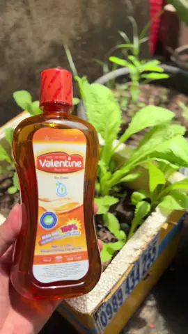 Nước súc miệng #valentine #saothaiduong #hoimieng #viemnuou #xuhướng 