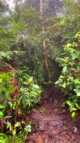 “POV” ketika gua mulai muak dengan teriakan didaratan.. gua lebih memilih suara alam yang jujur apa adanya.. #salakmountain #gunungsalak #salak2viaajisaka #solohiking #bogor 