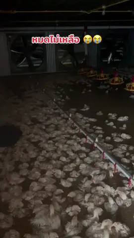 น้ำท่วม😭 #น้ำท่วมเทพา #น้ําท่วม68  #น้ำท่วมสงขลา  #น้ําท่วมหนักภาคใต้ 