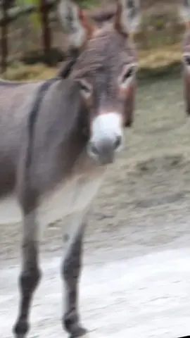 #abgaal #soomalitiktok #muqdishotiktok🇸🇴🇸🇴❤ #galmudugnimo💙🤍💚 