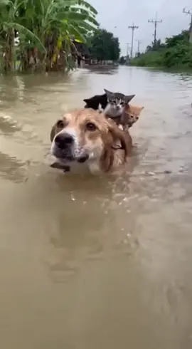 คลิปสร้างจาก AI หมาข่วยลูกแมวจากน้ำท่วม #sora2 #ai 