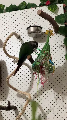 christmas is coming! 🎅🎄#parrotsoftiktok #happybird #fyp #cutebird #christmas 