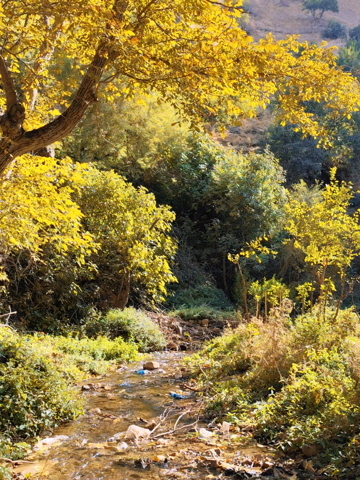 #hawraman #هەورامان #پاڵانی #پاڵانیا #هەورامی 