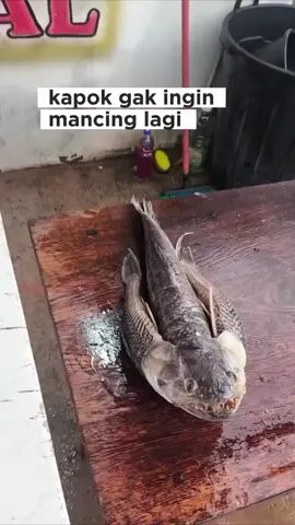 ikan penghuni tempat angker #fyppppppppppppppppppppppp #viralvideo #AtutWijaya 