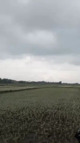 tilik sawah #vavarioan #bismillahfyp #variostd #foryou 