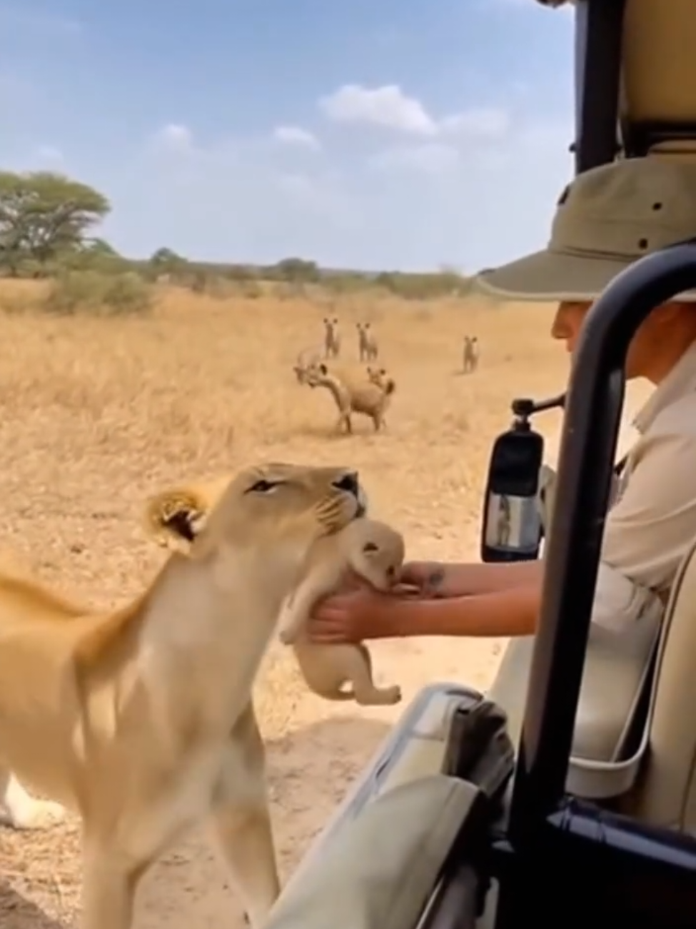 Lioness delivers her cub to a safari car — then charges alone into a hyena pack#lion #foryoupage #viraltiktok  #fyp #foryou 