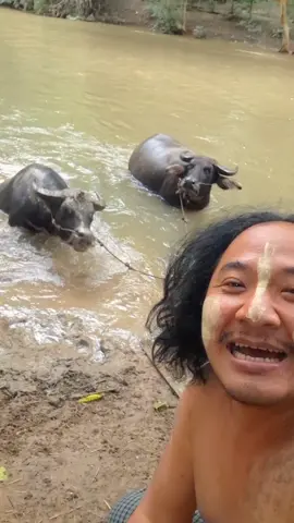 #โบ๊ะบ๊ะโชว์ #ปลาตะเพียน  โอ้วเธอ.....อยากเป็นควาย