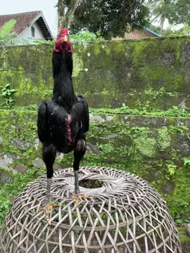 angon pedet#larkumbang #genkbonjeruk#masukberanda #fypp