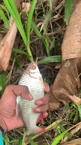 Manceng buuu #bismillahfyp #fypage #berandatiktok #mancing #mancingbrantas 