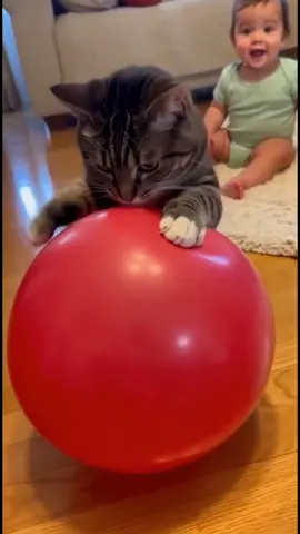 Cat sees balloon for the first time. #cats #catsoftiktok #funny #cat #catlover 