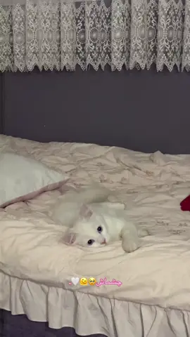 #فوریو #وایرال_ویدیو #تاجیک_هزاره_ازبک_پشتون_ترکمن🇦🇫 