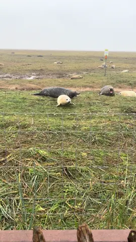 I love seals #donnanooksealcolony #seals #sealpup 