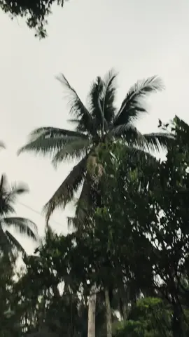 #kimpolV2#smashgank#fypシ゚viral#masukberanda 