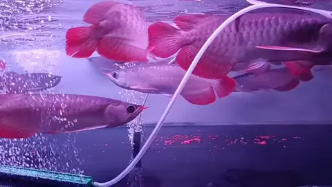 Assalamualaikum, Super red merah, Ukuran 25-27cm  #arwanasuperred #balikpapan #indonesia #pyfツ #fyp 