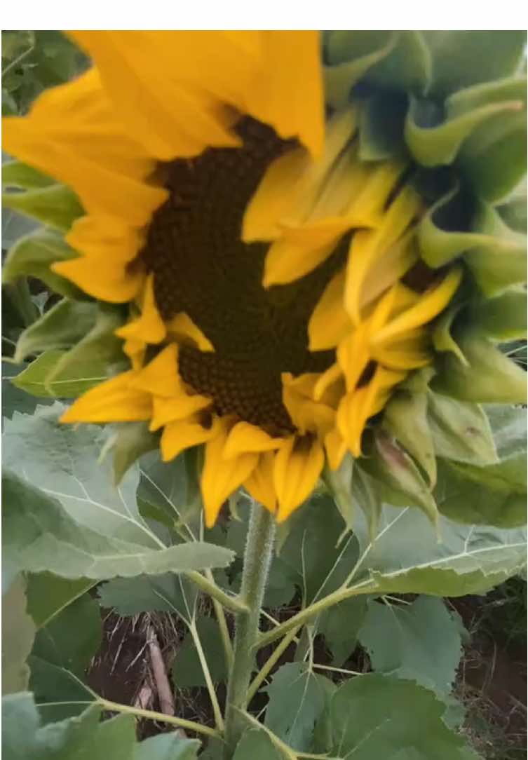 chờ ngày nở rộ 