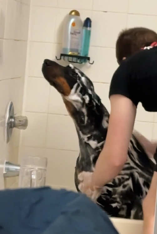 Did I do something wrong? Why does the dog have such a look? #funny #dog #funnyvideo #dogsoftiktok #funnydog 