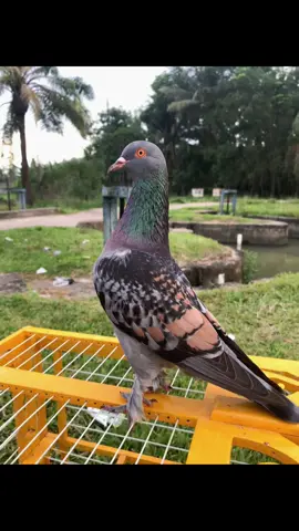 💃💃#pspteam #lapakjakomba #merpatikolongindonesia #merpatilovers 