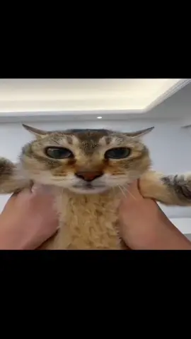 I'm glad people are finally realizing that Mei Mei is being abused by her owners but it also frustrates me because this should have been noticed much earlier social media keeps normalizing animal abuse with silly animal videos and people just laugh and think it's cute even though the animals are clearly suffering Mei Mei is one of the cats being mistreated by her owners and they dont just abuse Mei Mei they abuse their other pets as well #meimei #meimeicat #toletole #awareness #ilovecats 