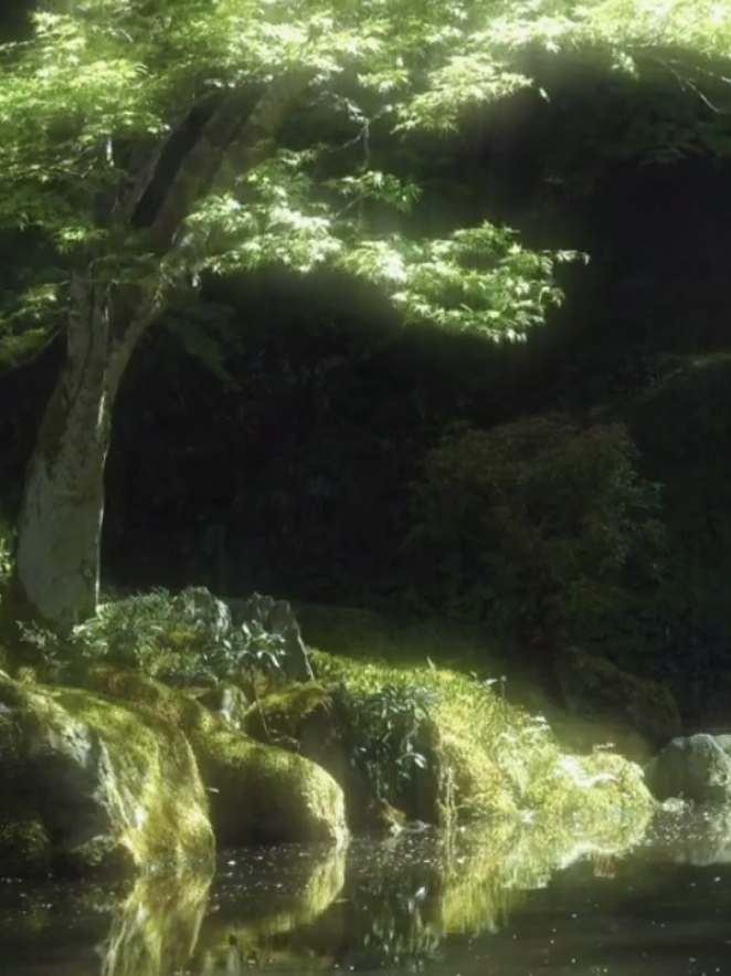 “Đôi khi buông bỏ không phải là yếu mềm, mà là chọn bình yên cho những ngày về sau.” #phongcanh #binhyen #thugian #chualanh #nhacchill 