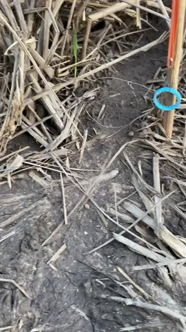 นี่ครับตามนั้น ล้อมไว้หมด #บ่วงดีดดักหนู #หาอยู่หากินไปวันๆ 