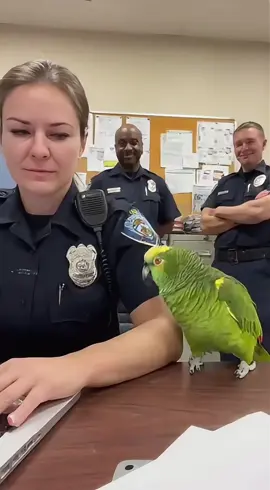 Beako smelled “suspicious activity”… and DESTROYED the officer 😂🦜 “Your deodorant gave up HOURS ago!” #parrot #funny #comedy #fyp #viral     