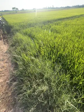 🌞❤️🌾#ស្រុកពួក_ខេត្ដសៀមរាប❤️‍🔥 #foryou #ទេសភាពស្រុកស្រែ🌄🏜️🌱🌼🌾🐟 