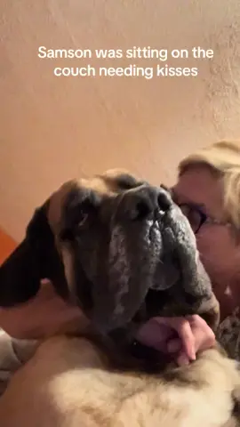 He needed to go out about 330 so I got some extra reading time this morning. #giantdogsoftiktok #monday #daniff #mastiff #bigdogs 