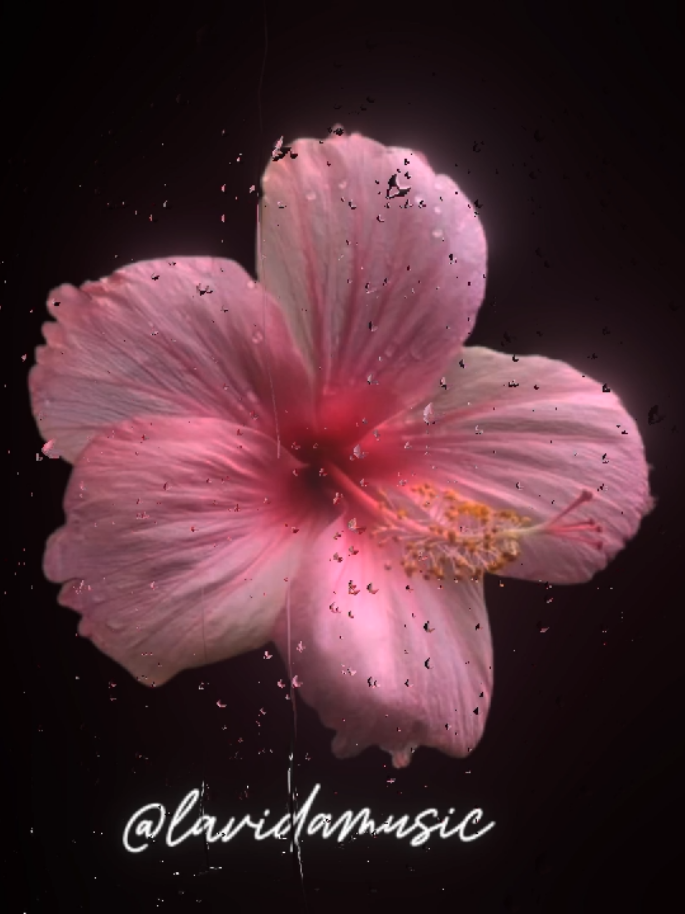 Born to Die #lyrics #song #music #lanadelrey 