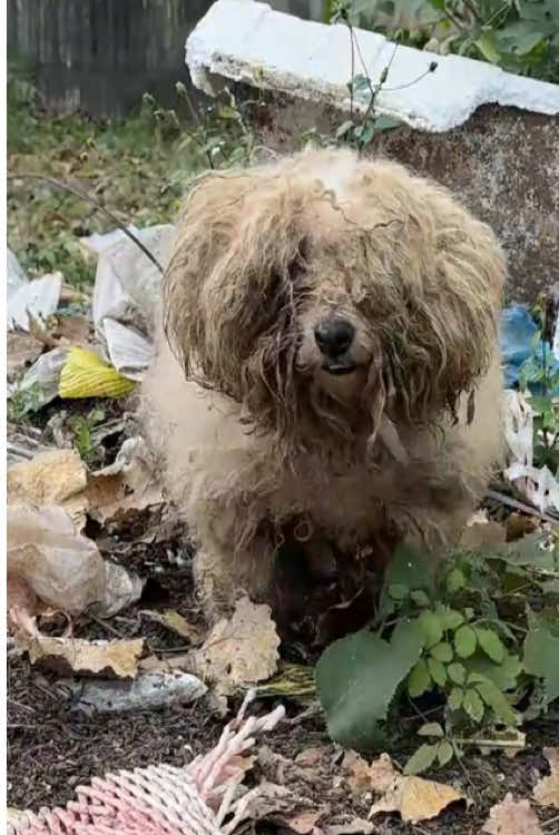 The poor stray dog ​​was wandering on the side of the road when I saw him and I couldn't leave him behind and go so I decided to adopt him.#rescue #animal_rescue #puppy_rescue #fyp #animals 