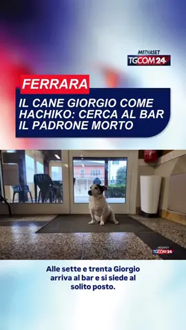 A Scortichino (Ferrara) c'è un nuovo Hachiko, un secolo dopo il cane giapponese diventato simbolo di fedeltà al suo padrone, oltre la morte. Si chiama Giorgio e non è di razza Akita, ma è un meticcio di 12 anni, adottato tempo fa dal canile di Mirandola, nel Modenese, e da un mese rimasto solo con il decesso del suo anziano proprietario. Ma Giorgio, tutte le mattine, alle 7.30, continua a presentarsi al bar dove un tempo accompagnava l'uomo che lì passava le sue giornate tra chiacchiere e caffè. Così Giorgio arriva, si piazza al solito posto, sotto a un tavolo di fianco a una sedia, che, però, resta vuota. Ma lui non si scompone e paziente resta in attesa di un ritorno. La storia, commovente, è riferita dai quotidiani locali. #tgcom24