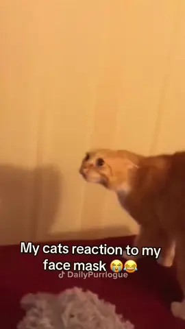 #cat #catsoftiktok #funnycats #catlover 