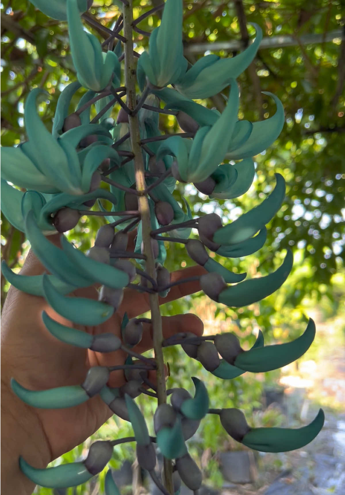 ac thich 2 dòng hoa nầy . mình có giống . balô mình 