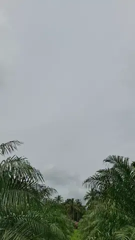 #pentani_sawit  #spek_tani  #sahabat_tani  #DxP_yagambi  #kok_fyp_?? 