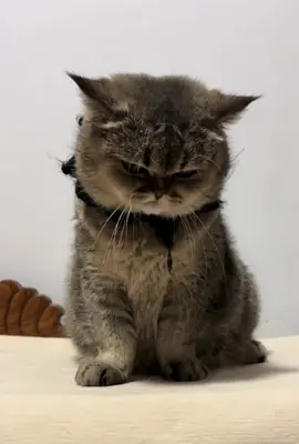 Ngầu đét🫤#khoanhkhacdangyeu #petcute #mèo 