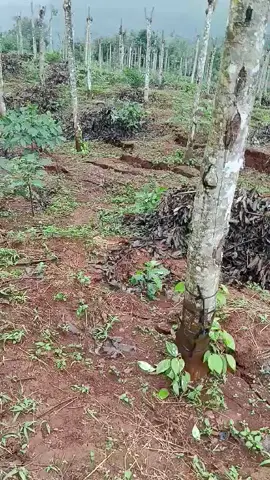 #dân năm nay lại khổ nhiều rồi, vùng thấp thì ngập lụt vùng Cao thì sạt lở 😭😭