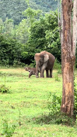 #ช่างป่าแม่ลูก