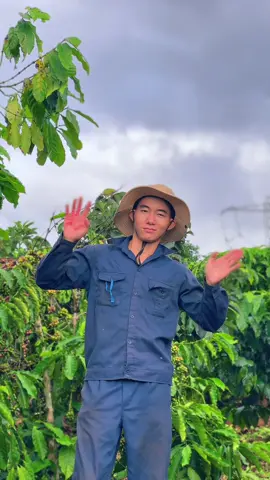 Chào mừng đến với thủ phủ cà phê Cao Nguyên Đaklak!!! #xuhuong #fyp #47daklak #nongnghiep 